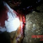 Telma de Jesus Araújo Cardoso