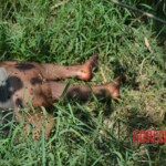 Woman found in state of decomposition with signs of sexual violence