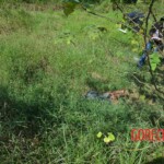 Woman found in state of decomposition with signs of sexual violence