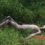 Woman found in state of decomposition with signs of sexual violence