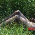 Woman found in state of decomposition with signs of sexual violence