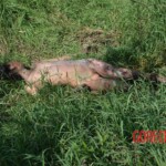 Woman found in state of decomposition with signs of sexual violence