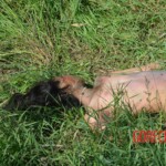 Woman found in state of decomposition with signs of sexual violence