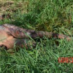 Woman found in state of decomposition with signs of sexual violence