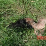 Woman found in state of decomposition with signs of sexual violence