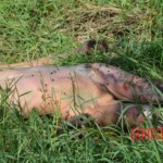 Woman found in state of decomposition with signs of sexual violence