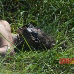 Woman found in state of decomposition with signs of sexual violence