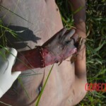 Woman found in state of decomposition with signs of sexual violence