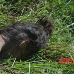 Woman found in state of decomposition with signs of sexual violence