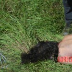 Woman found in state of decomposition with signs of sexual violence