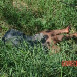 Woman found in state of decomposition with signs of sexual violence