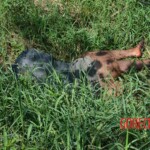 Woman found in state of decomposition with signs of sexual violence