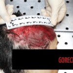 Young Italian woman killed by pack of shepherd dogs