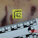 Young Italian woman killed by pack of shepherd dogs