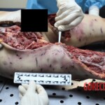 Young Italian woman killed by pack of shepherd dogs