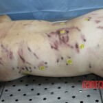 Young Italian woman killed by pack of shepherd dogs