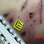 Young Italian woman killed by pack of shepherd dogs