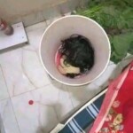 8-year-old girl found headless on floor of apartment