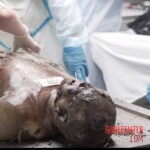 Charred bodies of Israelis from Hamas attack in October 2023