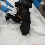 Charred bodies of Israelis from Hamas attack in October 2023
