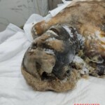Charred bodies of Israelis from Hamas attack in October 2023