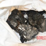 Infants murdered by Hamas