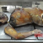 Rotten and dismembered in morgue