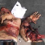 2004 Madrid train bombings