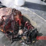 2004 Madrid train bombings