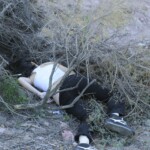 Bodies of two young women found dumped by roadside