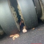 Crushed by road roller during forced demolition