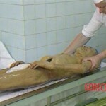 Dead body of Vladimir Ilyich Ulyanov (Lenin)
