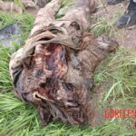 Drone tore off Ukrainian soldier's head and ripped open his rib cage