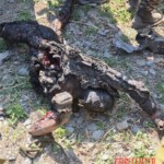 Indian army eliminated militants in Kishtwar area
