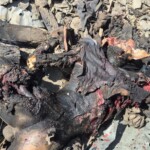 Indian army eliminated militants in Kishtwar area