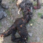 Indian army eliminated militants in Kishtwar area