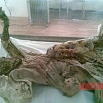 Mummified body exhibited at National Museum of Iran