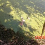 Thai prostitute found dead in lake