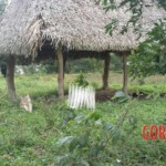 Unsolved rape and murder case of young Mexican woman