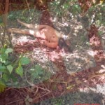 Woman found dead in forest, naked and tied