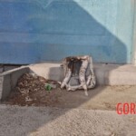 Bombing of Minab school and death of dozens children