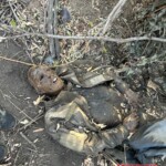 Decomposing bodies of Ukrainian Soldiers