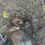 Decomposing bodies of Ukrainian Soldiers