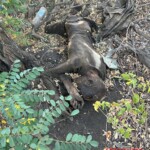 Decomposing bodies of Ukrainian Soldiers
