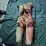 Dismembered woman found in Bangkok apartment