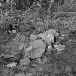 Fallen Chinese soldiers in Korean War