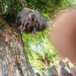 Killing and postmortem mutilation of Nigerian gang leader