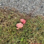 Man torn to pieces in traffic accident