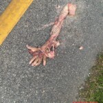 Man torn to pieces in traffic accident