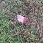 Man torn to pieces in traffic accident
